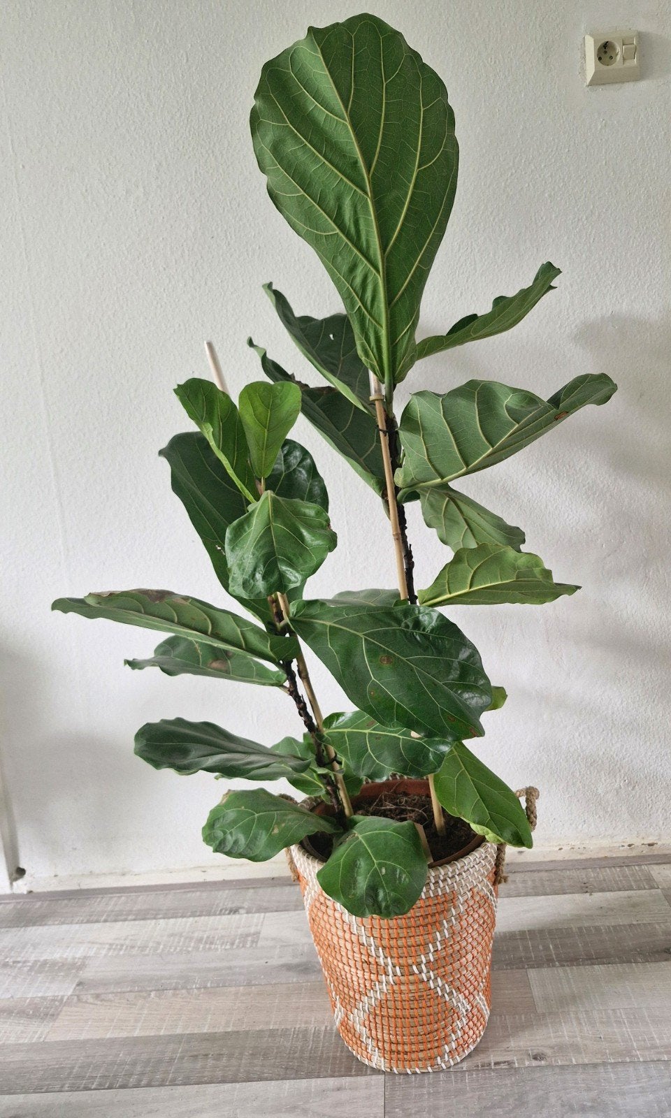 Ficus Lyrata excl. Pot, Ophalen, Halfschaduw, Minder dan 100 cm